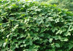  Plant
